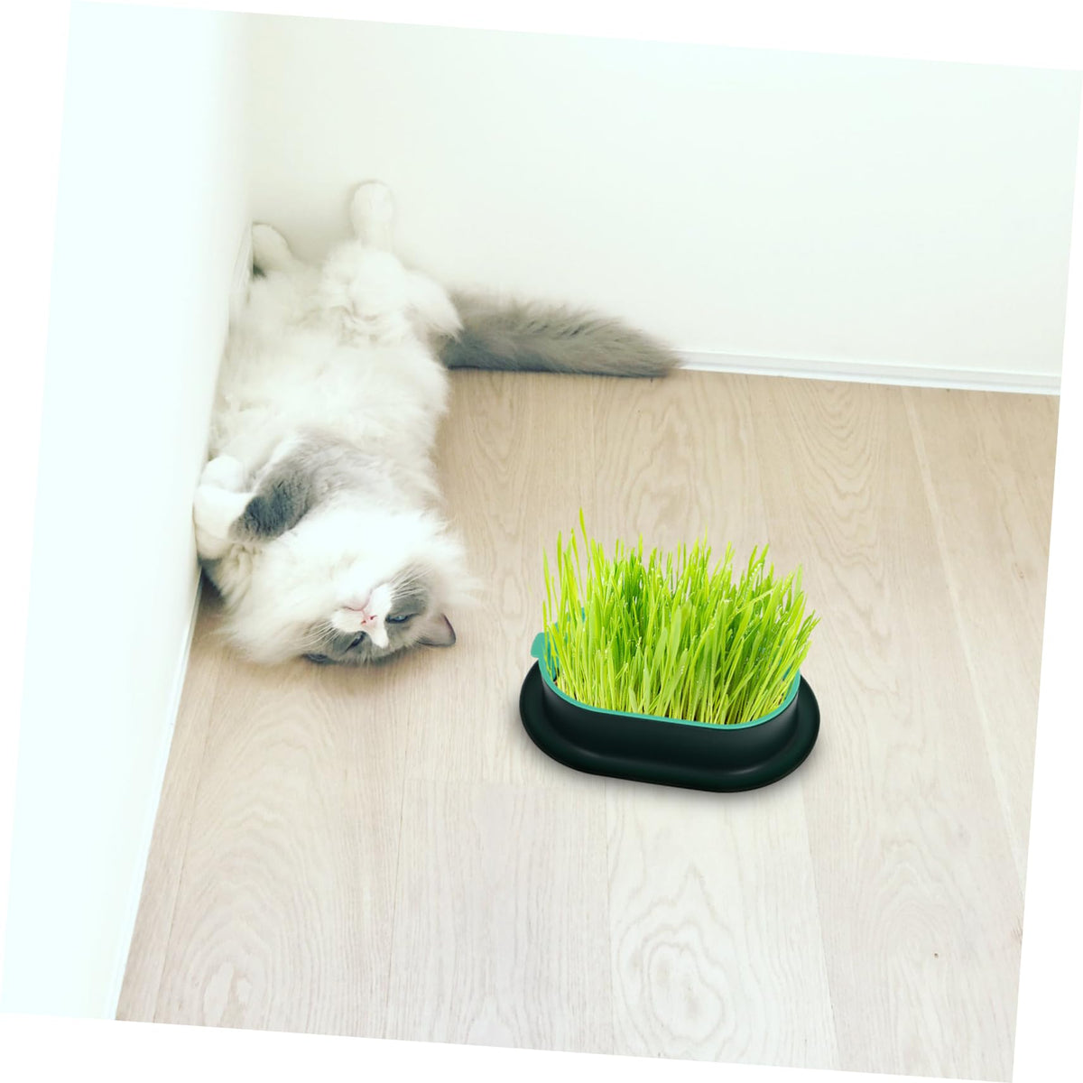 3 Pack Plastic Cat Grass Planter Boxes S3949