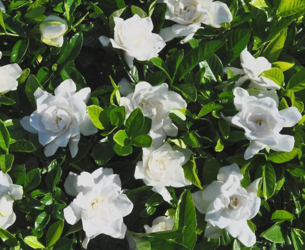 Cold Hardy Fragrant Evergreen Shrub 3 Inch Pot W561