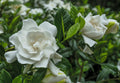 Cold Hardy Fragrant Evergreen Shrub 3 Inch Pot W561