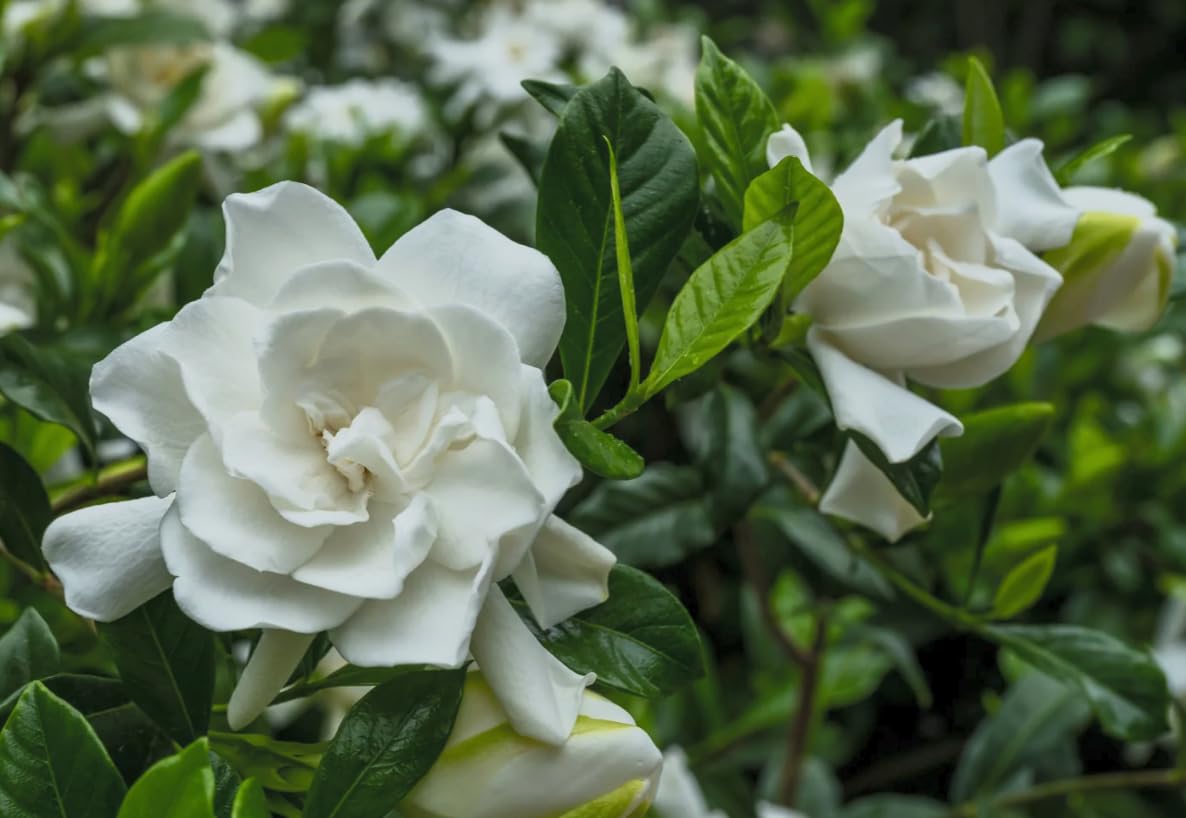Cold Hardy Fragrant Evergreen Shrub 3 Inch Pot W561