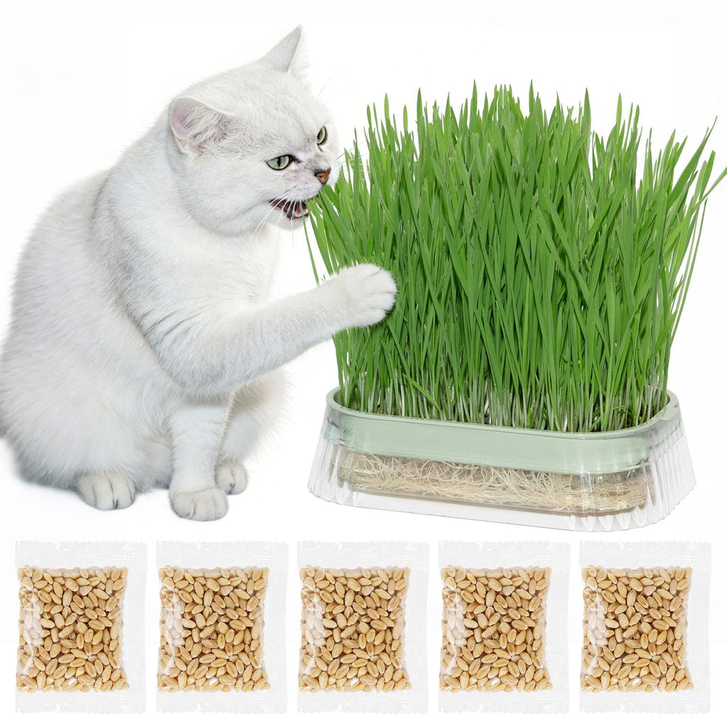 Hydroponic Cat Grass Grow Kit with 5Pack Non GMO Seeds N368398