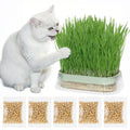 Hydroponic Cat Grass Grow Kit with 5Pack Non GMO Seeds N368398
