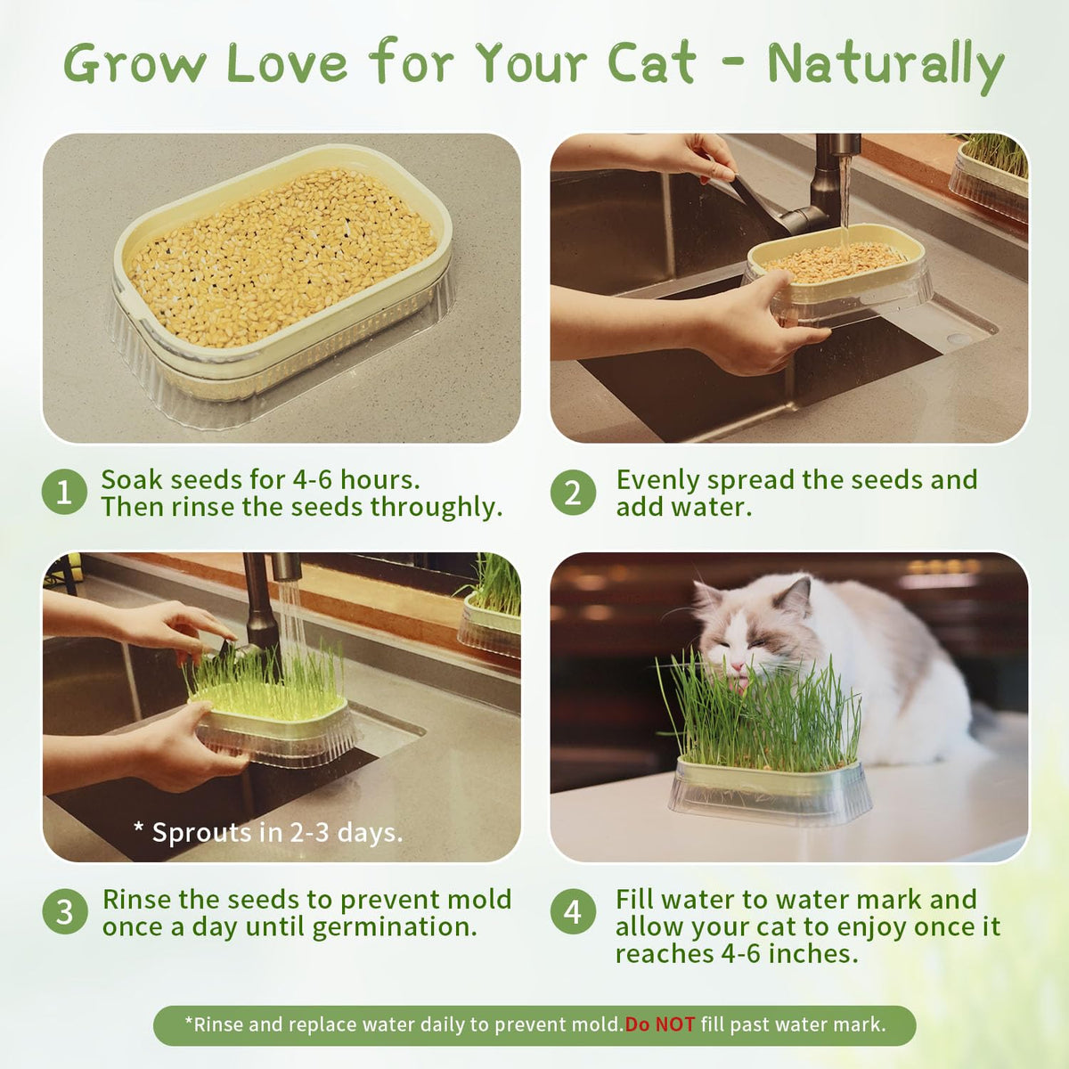 Hydroponic Cat Grass Grow Kit with 5Pack Non GMO Seeds N368398
